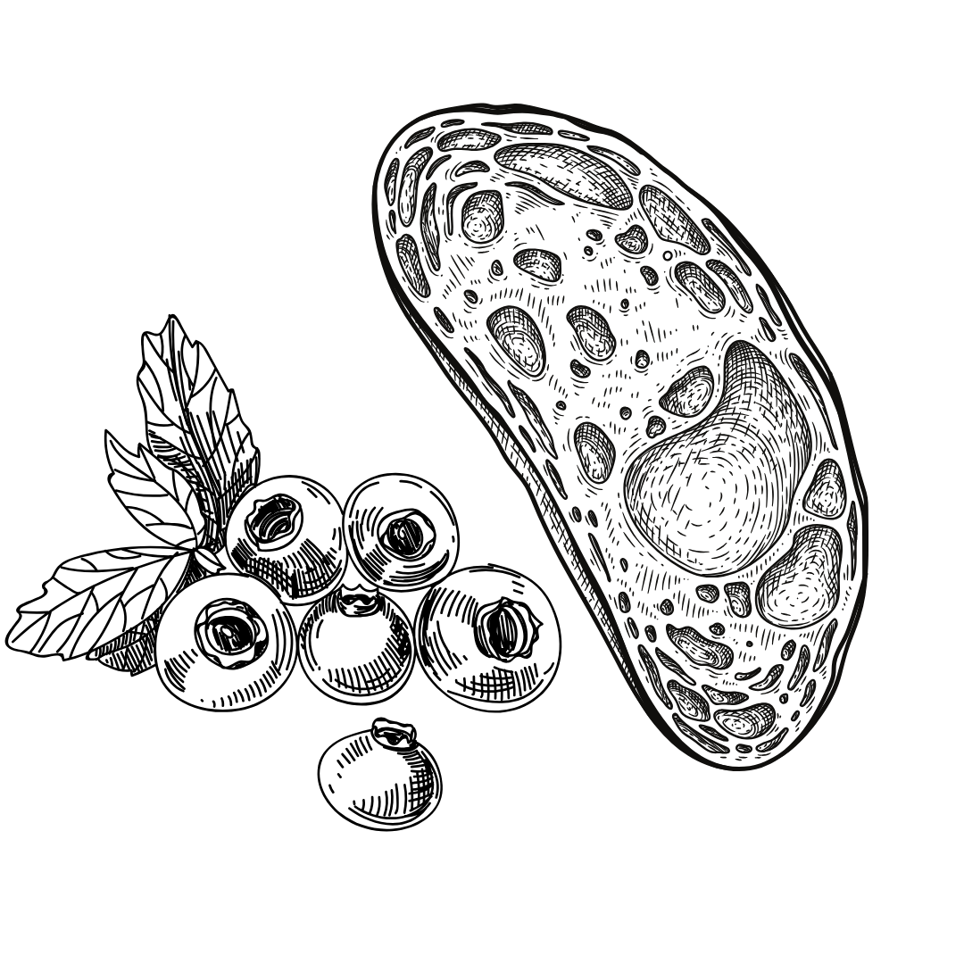 Classic Sugar Cookie